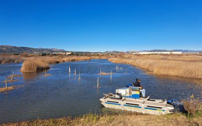 Dia Internacional del Medi Ambient: Units per la recuperació de l’aiguamoll Marjal del Moro