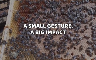 Mel solidário para cuidar das abelhas: Um pequeno gesto, um grande impacto